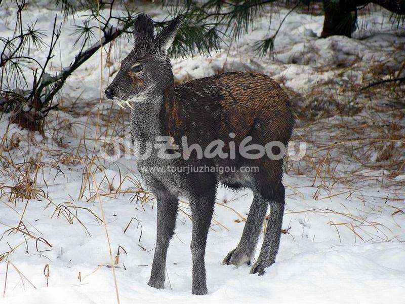 Musk Deer in Jiuzhaigou National Park