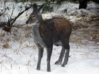 Musk Deer in Jiuzhaigou National Park