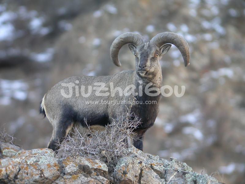 Blue Sheep in Jiuzhaigou