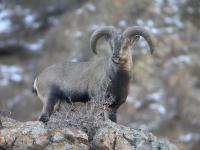 Blue Sheep in Jiuzhaigou