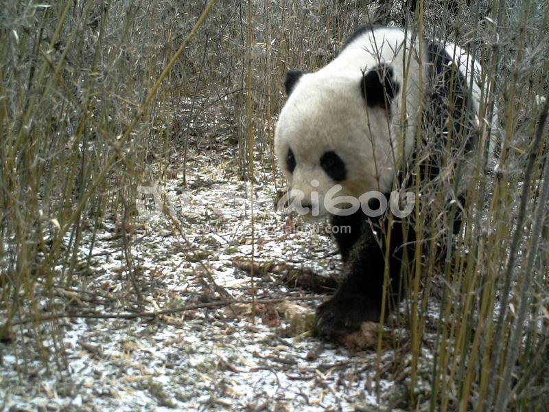 Panda in Jiuzhaigou Valley