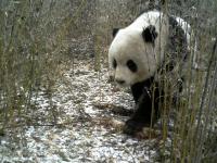 Panda in Jiuzhaigou Valley