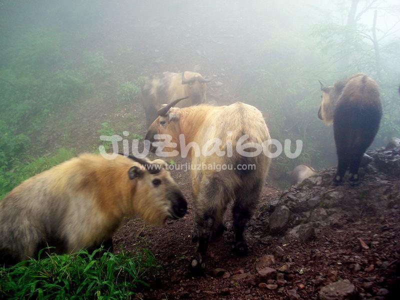 Takins in Jiuzhaigou National Park