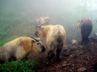 Takins in Jiuzhaigou National Park