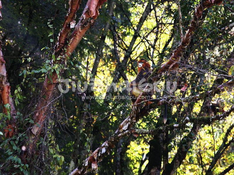 Golden Monkey in Jiuzhaigou China