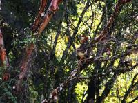 Golden Monkey in Jiuzhaigou China