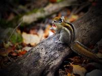 Animals of Jiuzhaigou