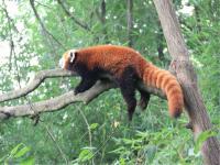 Red Panda in Jiuzhaigou Valley 