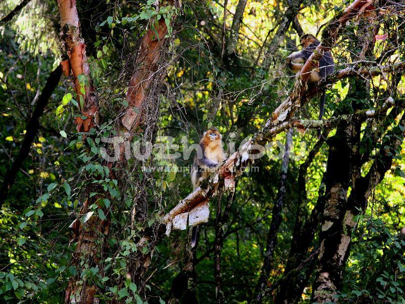 Sichuan Golden Monkey in Jiuzhaigou Valley
