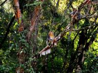 Sichuan Golden Monkey in Jiuzhaigou Valley