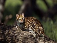 Leopard Cat in Jiuzhaigou Nature Reserve