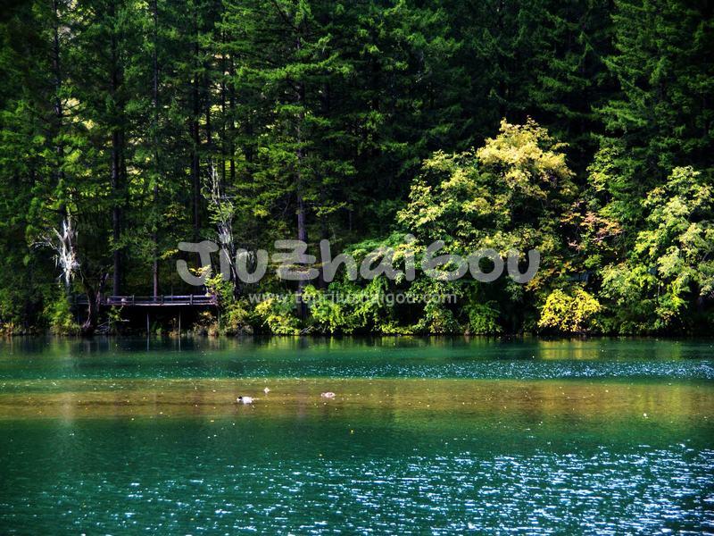 Fargesia Lake Jiuzhaigou