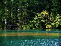 Fargesia Lake Jiuzhaigou