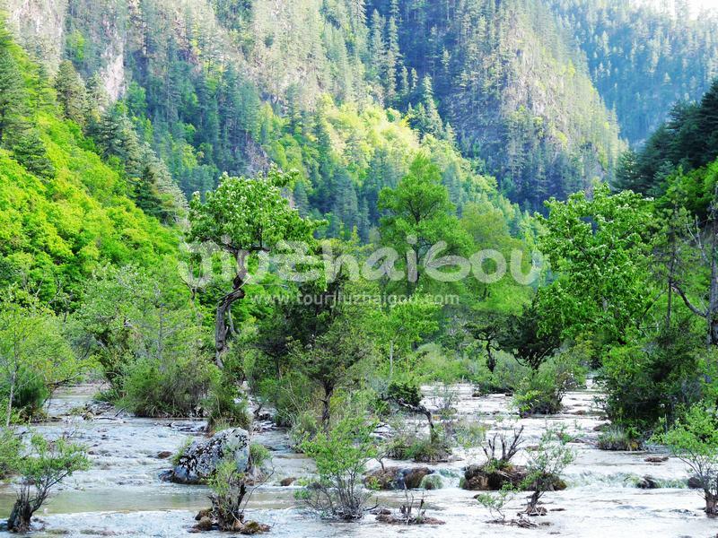 Bonsai Shoal, Jiuzhaigou 