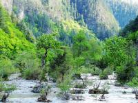 Bonsai Shoal, Jiuzhaigou 