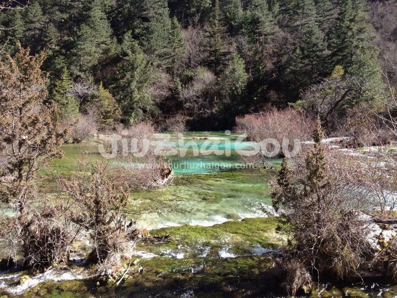 Jiuzhaigou Bonsai Shoal