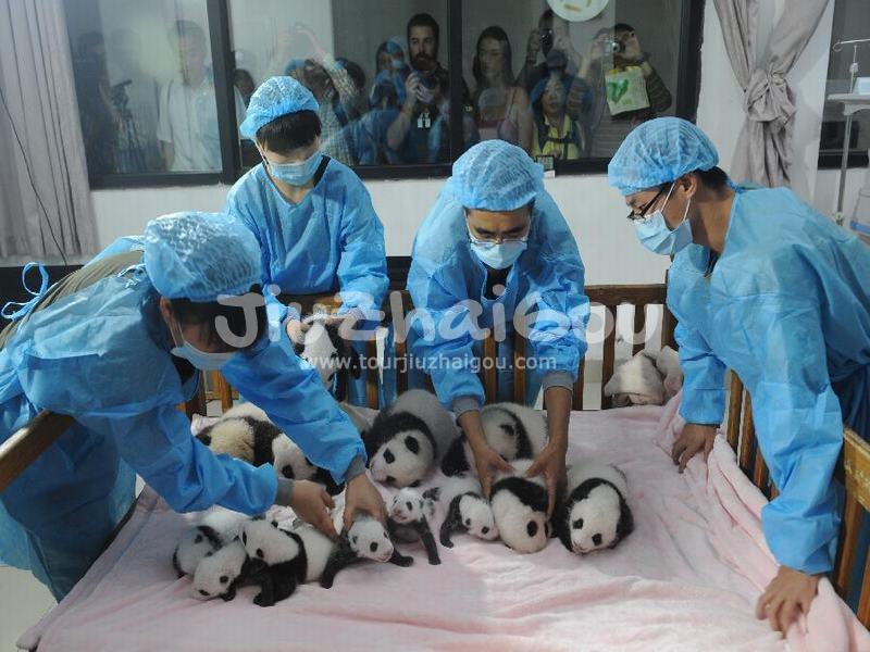 Chengdu Research Base of Giant Panda Breeding