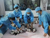 Chengdu Research Base of Giant Panda Breeding