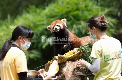 Red Panda - Chengdu Panda Base 