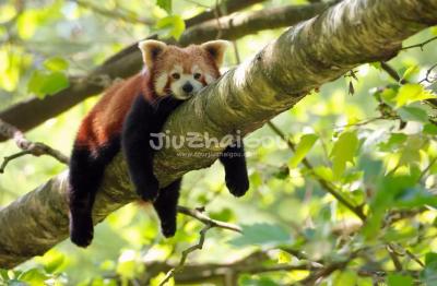 Red Panda in Chengdu Panda Base 