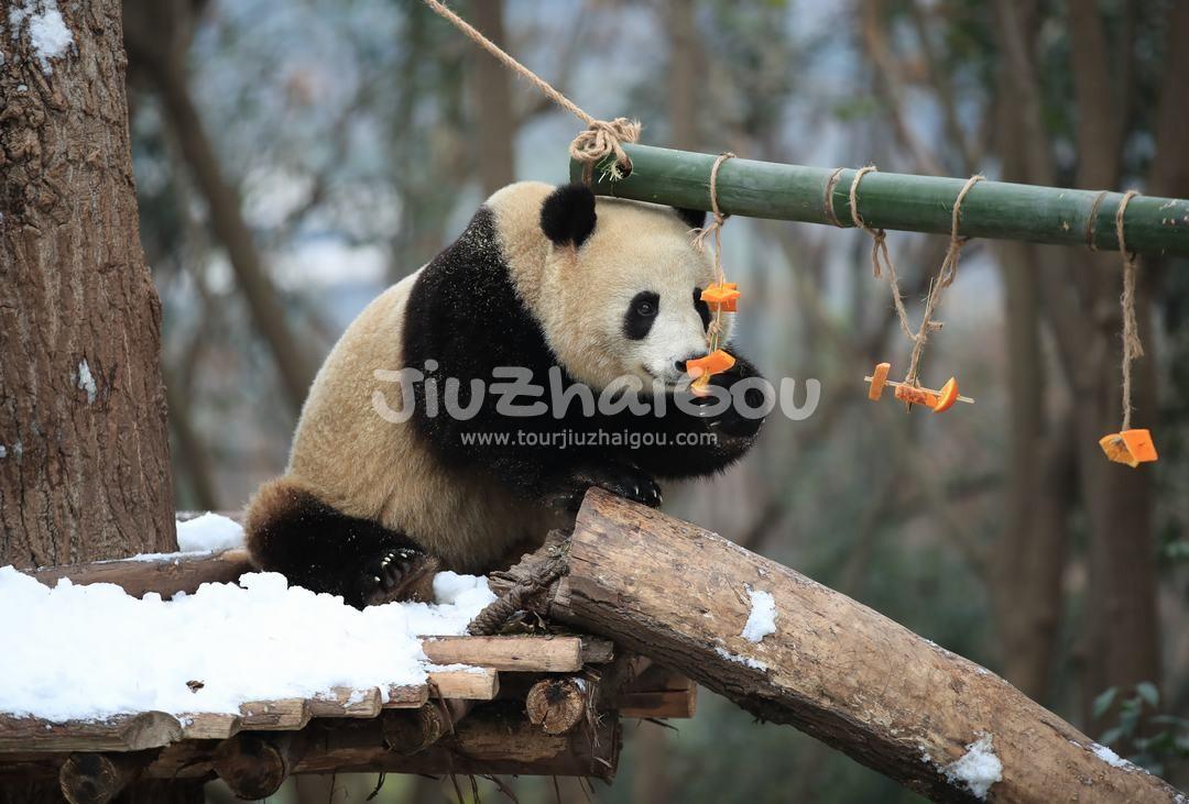 Chengdu Research Base of Giant Panda Breeding