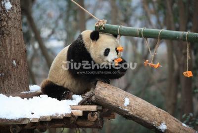 Chengdu Research Base of Giant Panda Breeding