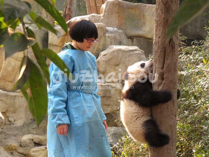 Chengdu Research Base of Giant Panda Breeding
