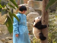 Chengdu Research Base of Giant Panda Breeding