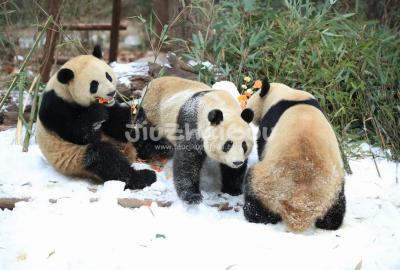 Chengdu Research Base of Giant Panda Breeding