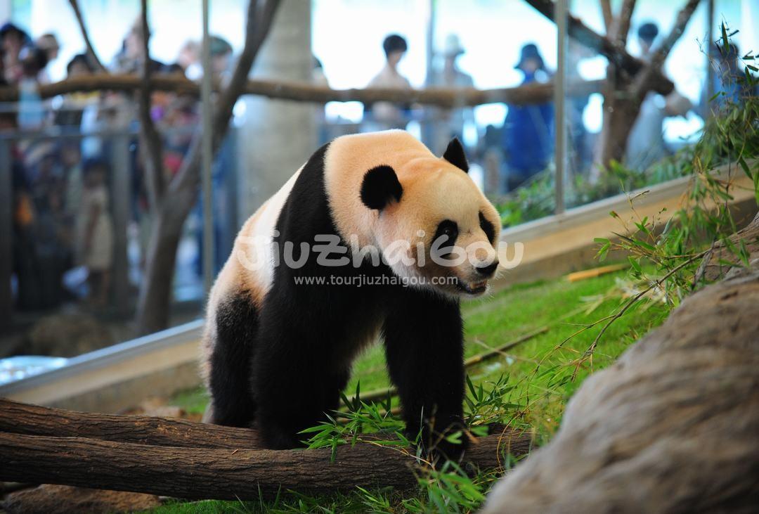 Chengdu Research Base of Giant Panda Breeding