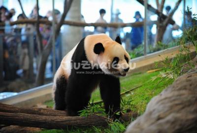 Chengdu Research Base of Giant Panda Breeding