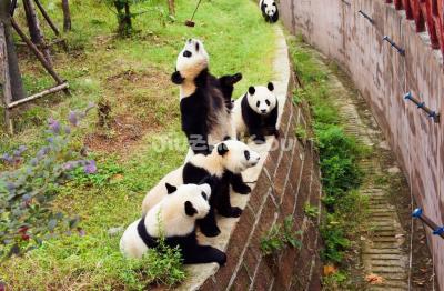 Chengdu Research Base of Giant Panda Breeding