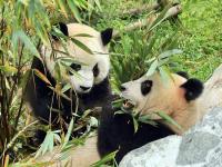 Chengdu Pandas