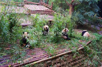 Chengdu Research Base of Giant Panda Breeding