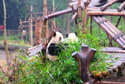 Chengdu Research Base of Giant Panda Breeding
