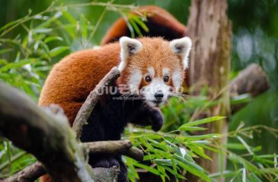 Chengdu Research Base of Giant Panda Breeding