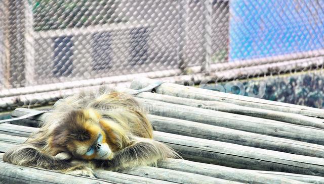 Monkey in Chengdu Zoo