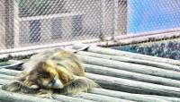 Monkey in Chengdu Zoo