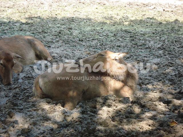  Calf in Chengdu Zoo