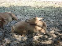  Calf in Chengdu Zoo