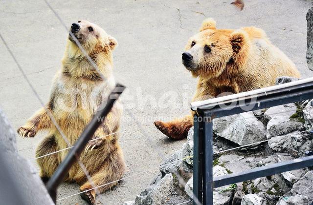 Lovely bears in Chengdu Zoo