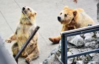 Lovely bears in Chengdu Zoo