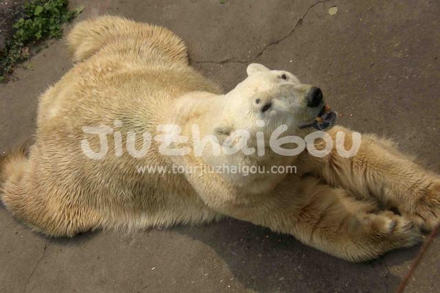 Bear in Chengdu Zoo