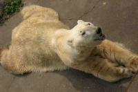 Bear in Chengdu Zoo