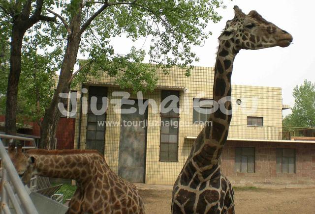 Giraffe