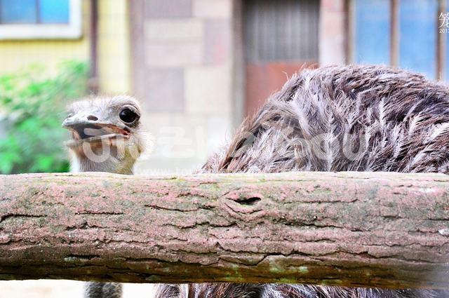 Ostrich