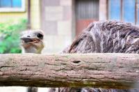 Ostrich