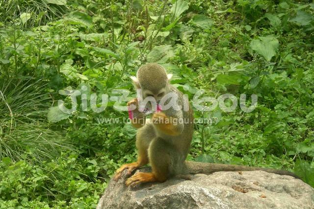 Clever monkey