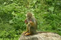 Clever monkey