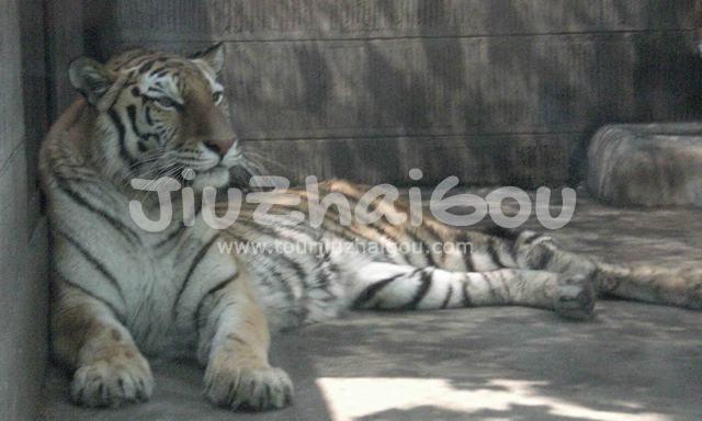 Tiger in Chengdu Zoo
